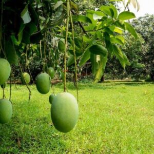 DOODHIYA MALDAH TREE