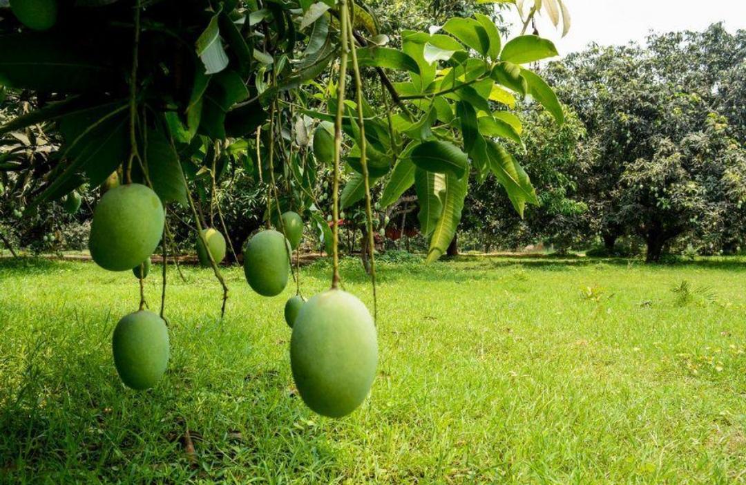 DOODHIYA MALDAH TREE